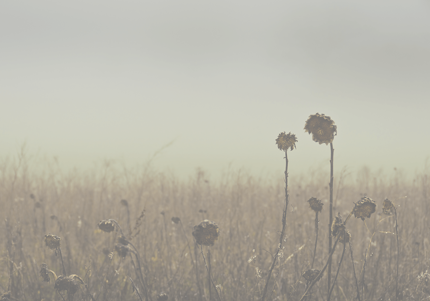 Withered Field of Flowers - Transparent BG