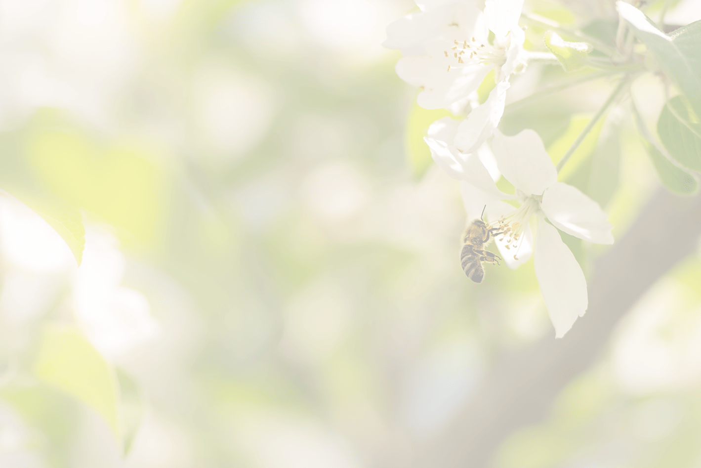 Honey bee is collecting pollen on a blossoming apple tree against blurred background.