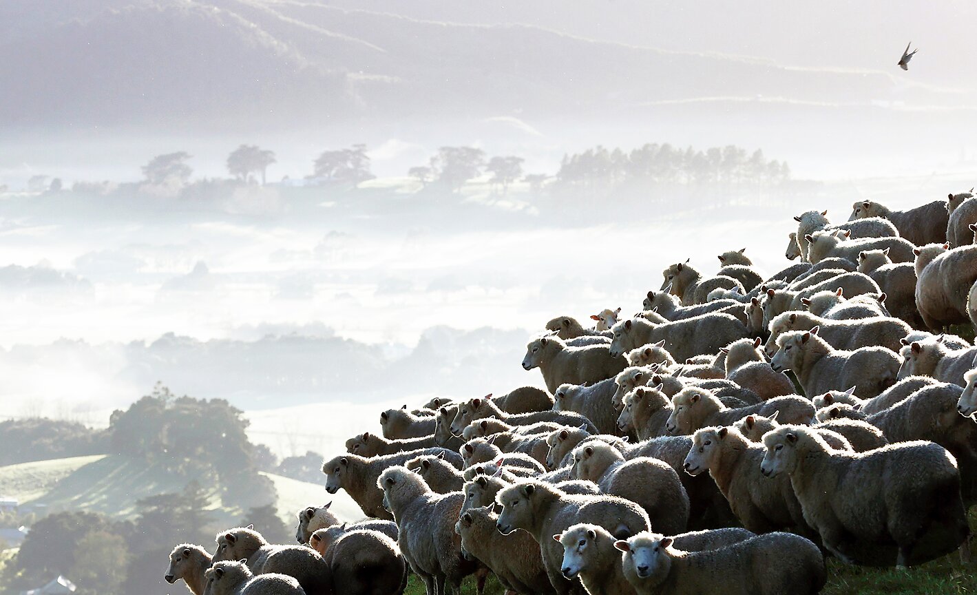: Sheep are mustered on Withers Farm in Kaipara Flats on May 25, 2023 in Auckland, New Zealand.