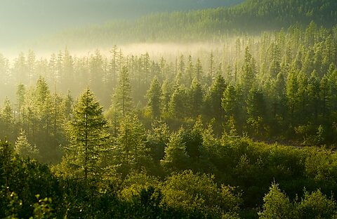 Washington Post Global Social Security Comparison Misses the Forest for the Trees