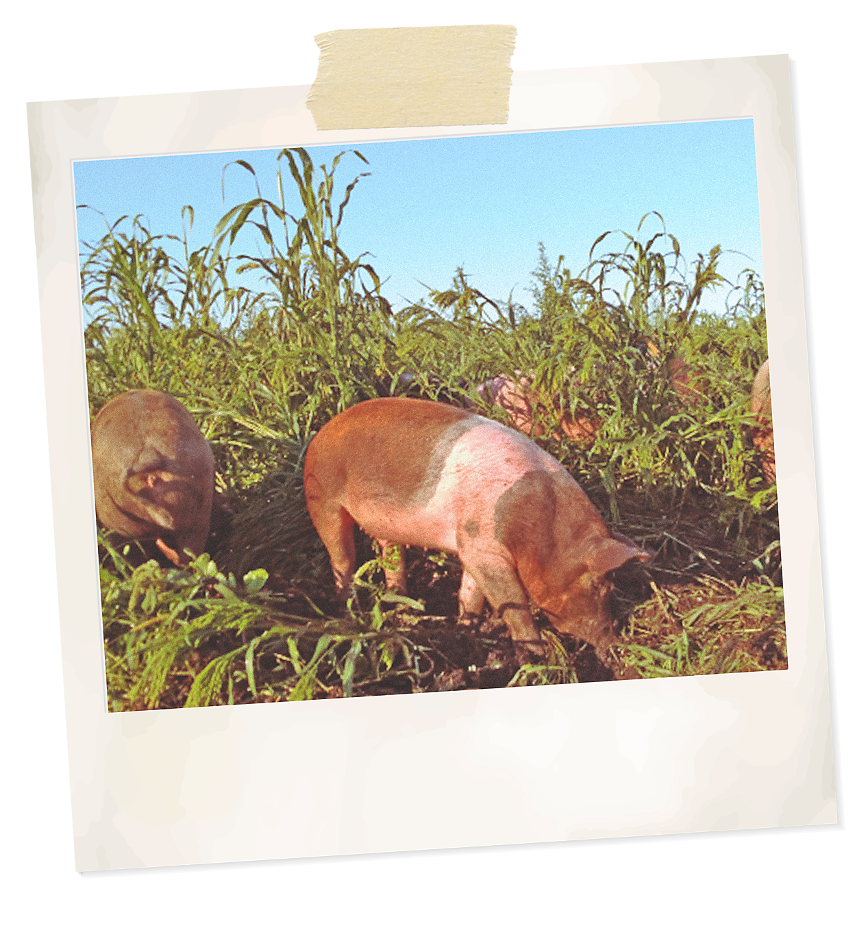 Polaroid of Gabe Brown's pigs