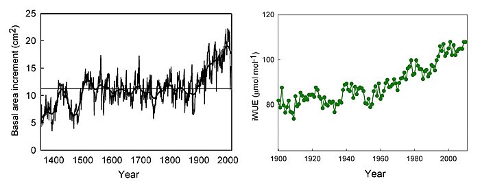 Figure 1. Basal area increment chronology (left panel, AD 1355-2010) and intrinsic water use efficiency (right panel, AD 1900-2010) of long-lived Fitzroya cupressoides trees in the Andean Cordilleras of southern Chile.