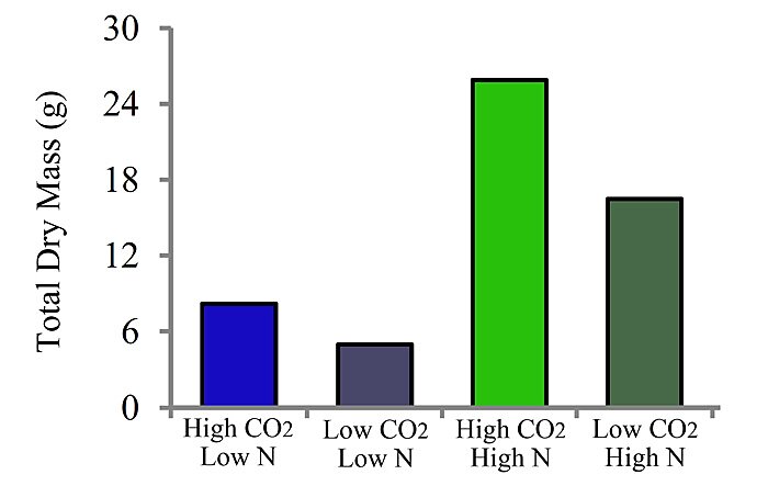 Figure 1. Total dry mass of papaya plants grown in controlled chambers at two different CO2 concentrations (High and Low; 750 and 390 ppm) and two different N treatments (High and Low; 8 mM NO3- or 3 mM NO3-). Adapted from Cruz et al. (2016).