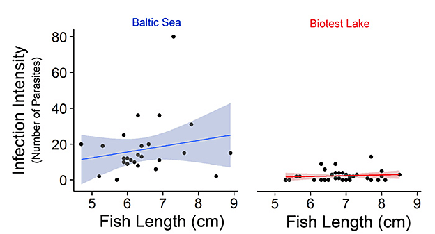 Infection intensity of the parasite D. baeri in juvenile perch from the Baltic Sea (left panel) and Biotest Lake (right panel). The line indicates best-fit and the shaded area represents the 95% confidence interval. Adapted from Mateos-Gonzales et al. (2015).