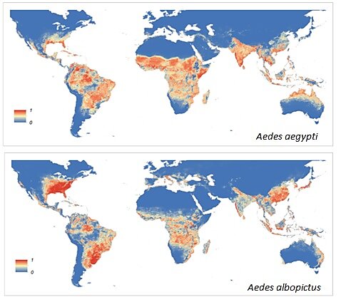Figure 1. (Top) Global map of the modelled distribution of Aedes aegypti. (Bottom) Global map of the modelled distribution of Aedes albopictus. The map depicts the probability of occurrence (from 0 blue to 1 red) at a spatial resolution of 5 km × 5 km. (figures from Kraemer et al., 2015)