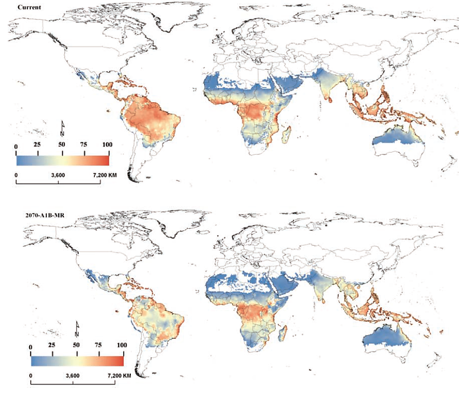 Figure 2. (Top) Modeled suitability for Aedes aegypti based on the current climate conditions. (Bottom) Estimated suitability for Aedes aegypti in 2070 based on SRES A1B (business-as-usual) emission scenario. White = areas unfavorable for the Aedes mosquito; blue = marginally suitable areas; blue/yellow = favorable areas; yellow/red = very favorable areas. (adapted from Khormi and Kumar, 2014).